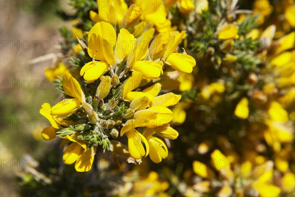 Common gorse