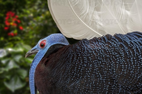 Bulwer's pheasant