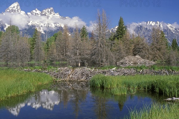 North American beaver