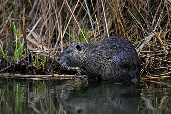 Coypu