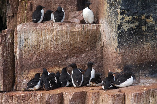 Thick-billed murres