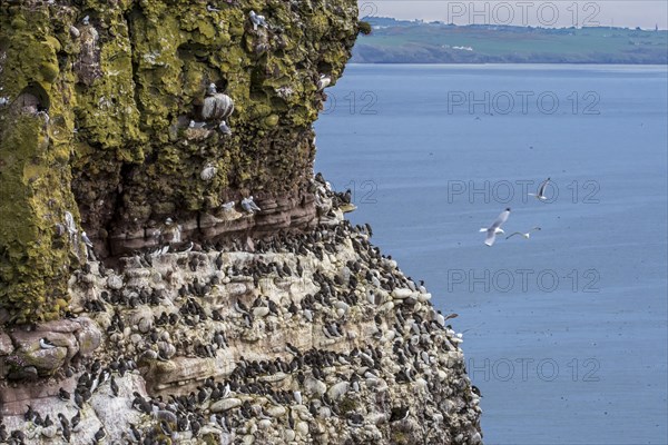 Black-legged kittiwakes