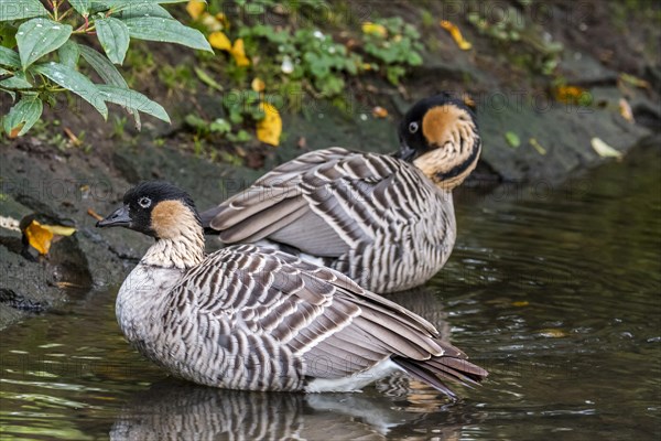 Hawaiian goose