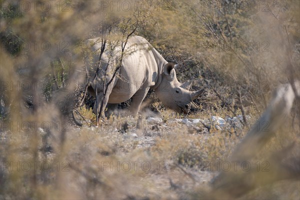 Black rhinoceros