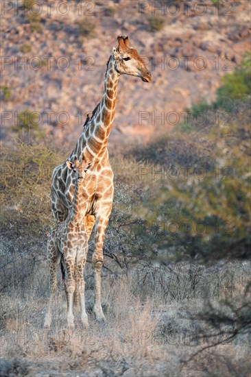 Giraffe with young animal