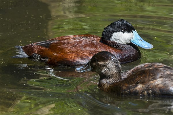 Ruddy duck