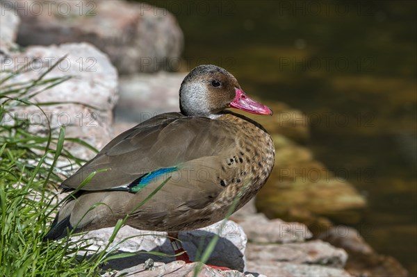 Brazilian teal