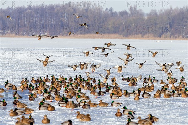 Flock of mallards