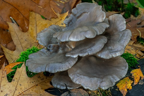 Oyster mushroom