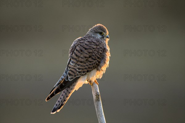 Common kestrel