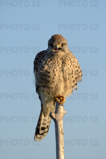 Common kestrel