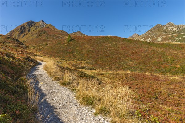 Autumnal red-coloured alpine bearberry