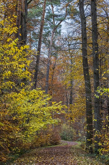 Forest in autumn with deciduous trees with colourful autumn leaves