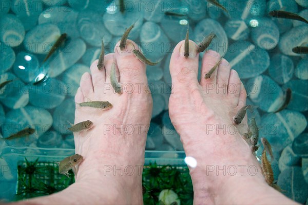 Surgeonfish in an aquarium gnaw on the cornea of the feet