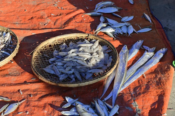 Fresh fish ready for sale