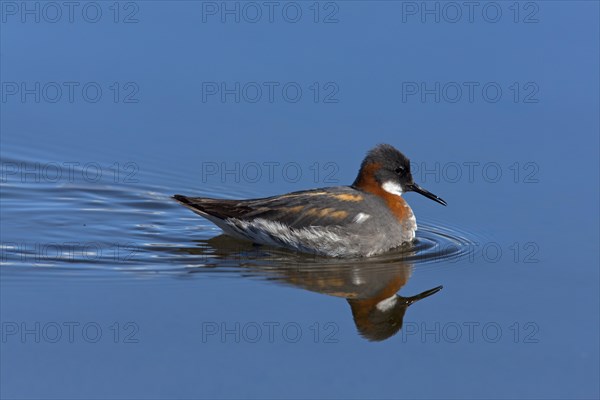 Red-necked Phalarope