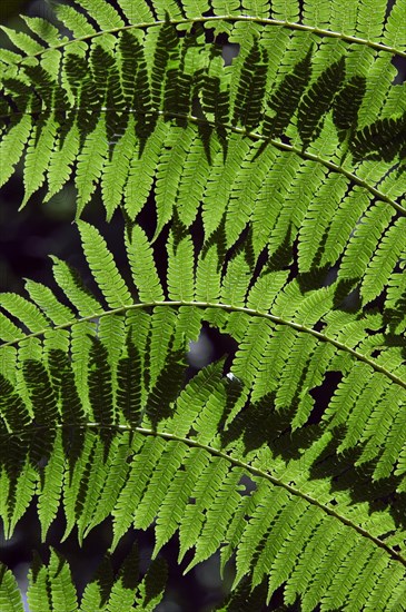 Tropical fern in cloud forest