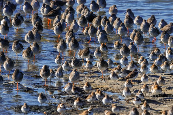 Wading birds