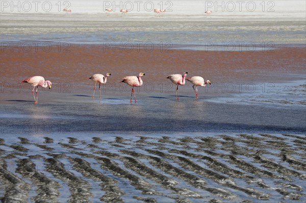 James's Flamingos