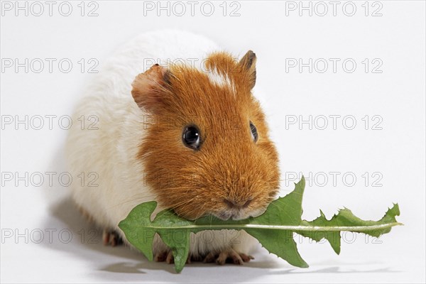 Two parti-colored cavy