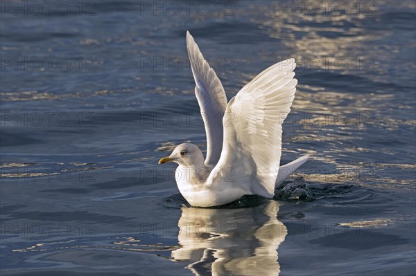 Iceland gull