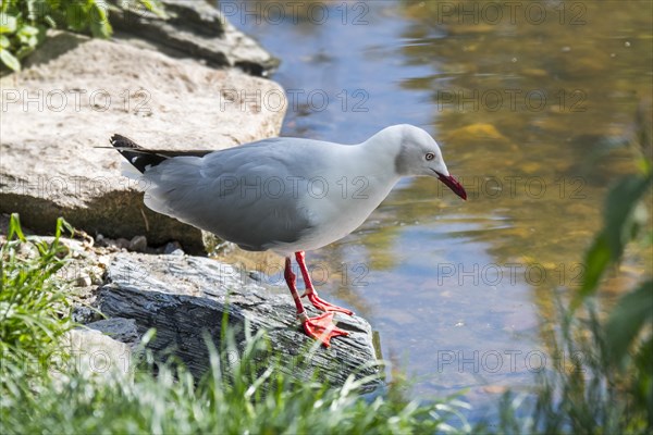 Grey-headed gull