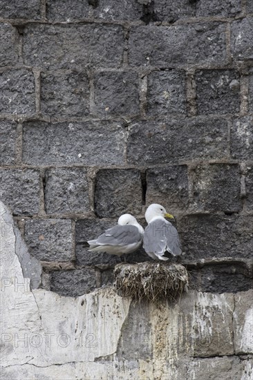 Black-legged kittiwake