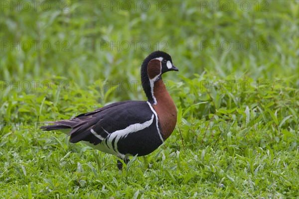 Red-breasted goose