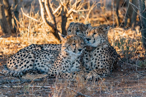 Cheetahs Namibia