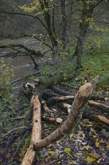 Beaver tracks on the Kocher