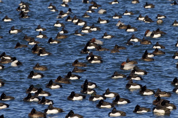 Tufted duck