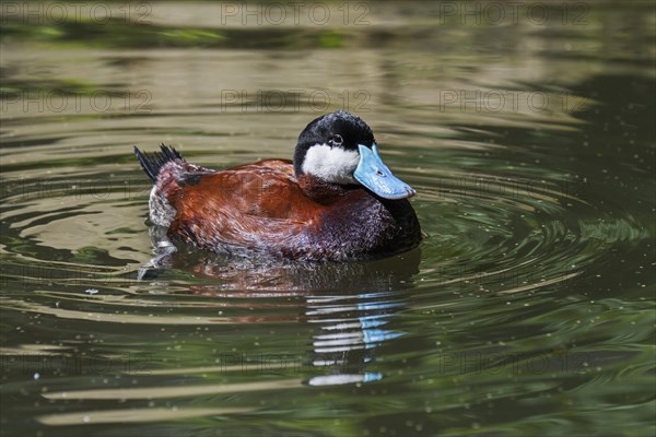 Ruddy duck