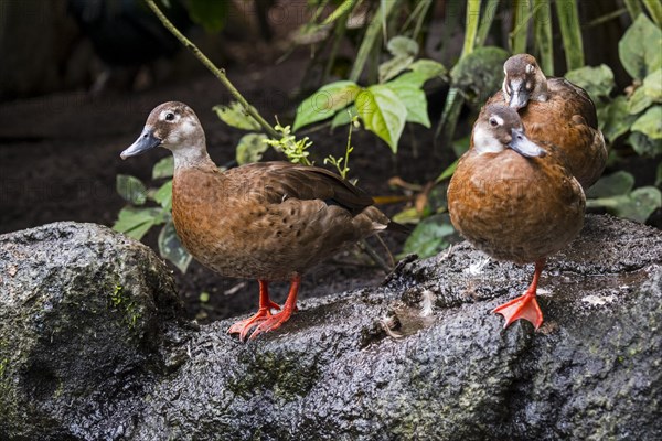 Lesser whistling ducks