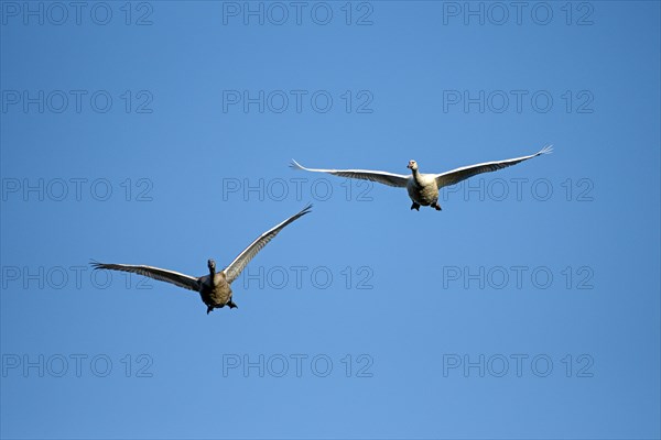 Mute swan