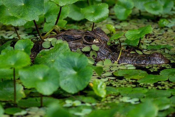 Caiman