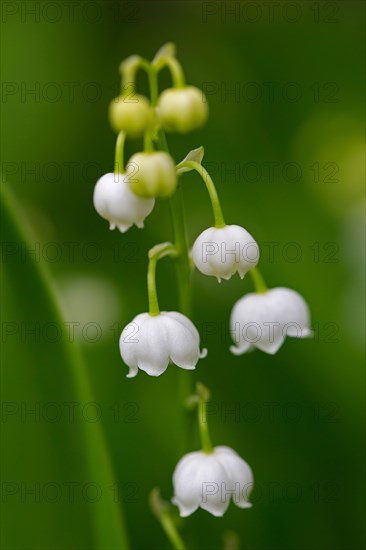 Lily of the valley