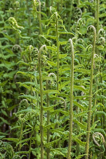 Male fern