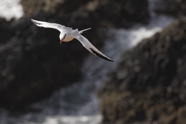 Red-billed tropicbird