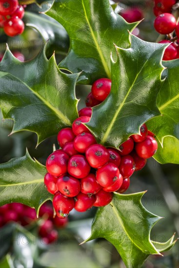 Common holly