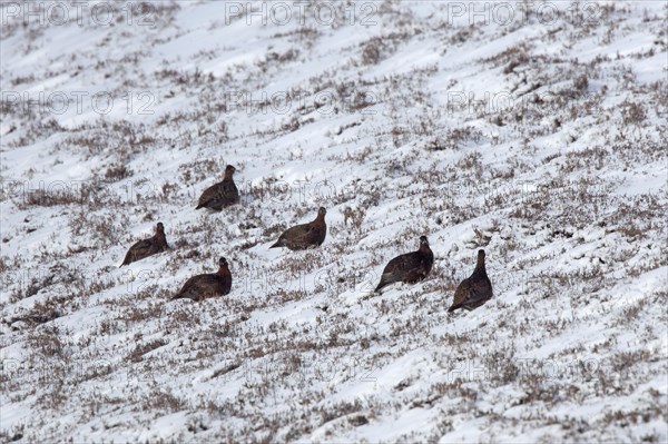 Red grouse