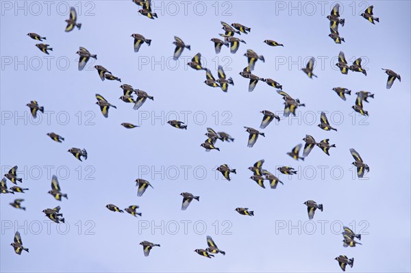 Large flock of European goldfinches