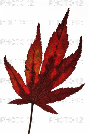 Japanese maple