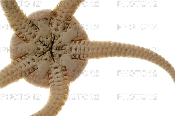 Underside of brittle star