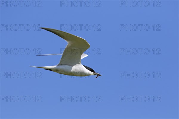 Gull-billed tern