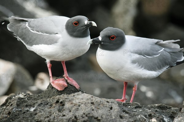 Swallow-tailed gulls