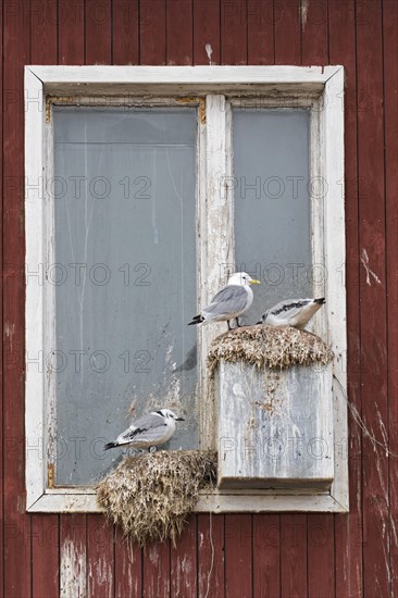 Black-legged kittiwakes