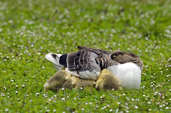 Domestic goose