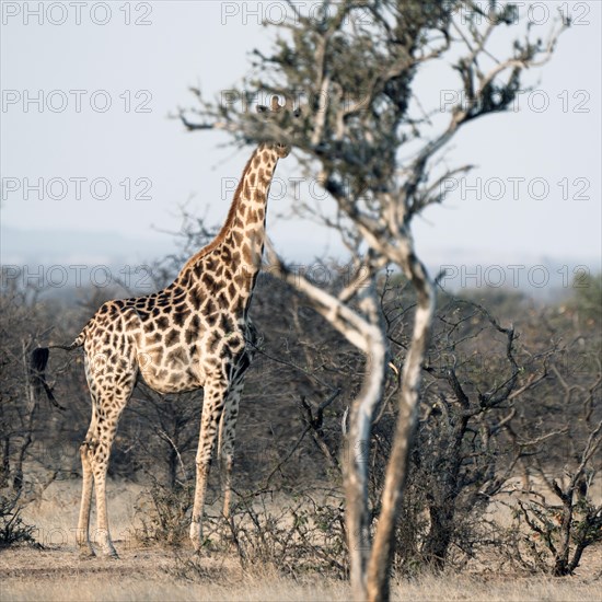 Giraffe