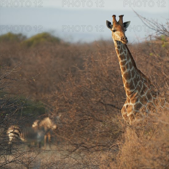 Giraffe with zebras in the background