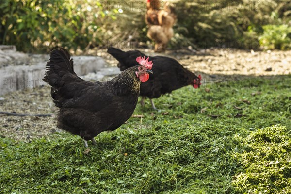 Group chickens farm eating